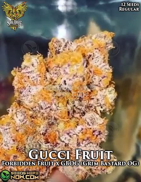 gucci fruit strain